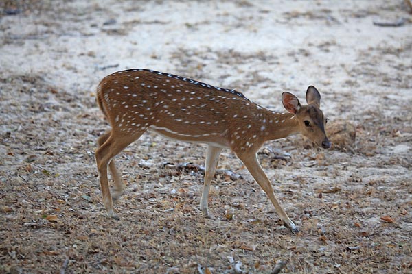 Spotted Deer